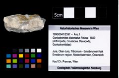Foto (Objekt + Etikett) von Goniodromites bidentatus (Reuss, 1859)  (NHMW-GEO-1990-0041-2597)